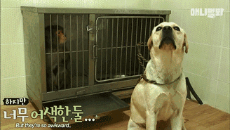小猴子惨遭排挤和暴打，拒绝沟通和外出，直到它开始吸狗……-8.gif