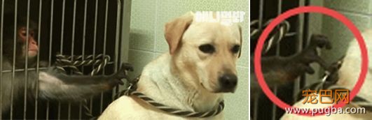 小猴子惨遭排挤和暴打，拒绝沟通和外出，直到它开始吸狗……-10.jpeg