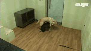 小猴子惨遭排挤和暴打，拒绝沟通和外出，直到它开始吸狗……-11.gif