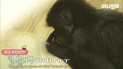 小猴子惨遭排挤和暴打，拒绝沟通和外出，直到它开始吸狗……-12.gif