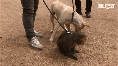 小猴子惨遭排挤和暴打，拒绝沟通和外出，直到它开始吸狗……-15.gif