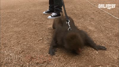 小猴子惨遭排挤和暴打，拒绝沟通和外出，直到它开始吸狗……-14.jpeg