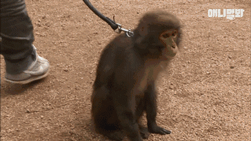 小猴子惨遭排挤和暴打，拒绝沟通和外出，直到它开始吸狗……-16.gif