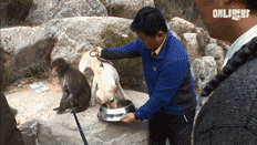 小猴子惨遭排挤和暴打，拒绝沟通和外出，直到它开始吸狗……-17.gif