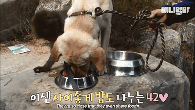 小猴子惨遭排挤和暴打，拒绝沟通和外出，直到它开始吸狗……-18.gif