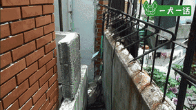 狗狗的友谊：你最好的朋友，不会忘记你-2.gif