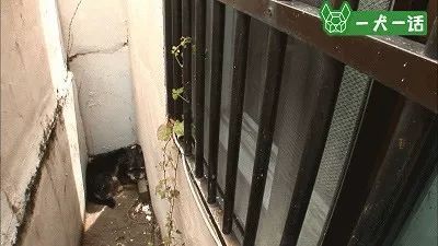 狗狗的友谊：你最好的朋友，不会忘记你-4.jpeg