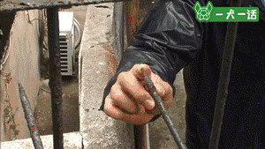 狗狗的友谊：你最好的朋友，不会忘记你-3.gif
