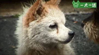 狗狗的友谊：你最好的朋友，不会忘记你-5.jpeg