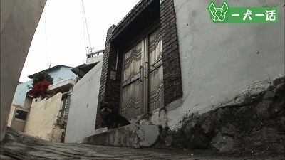 狗狗的友谊：你最好的朋友，不会忘记你-7.jpeg