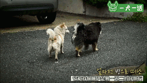 狗狗的友谊：你最好的朋友，不会忘记你-6.gif