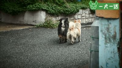 狗狗的友谊：你最好的朋友，不会忘记你-8.jpeg