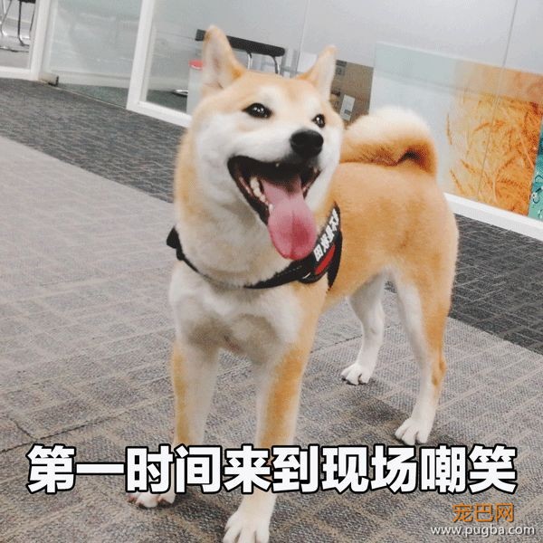 那个……狗聪明起来，还有人啥事吗？-2.jpeg