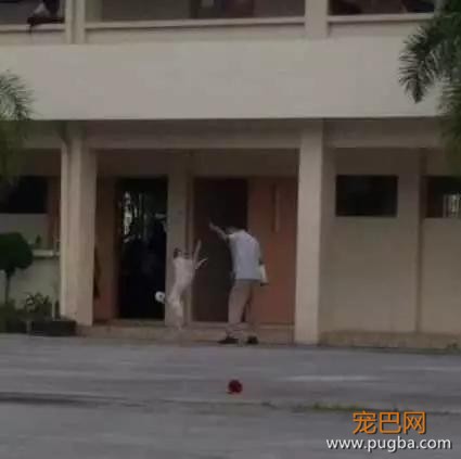 泪崩！教授去世后，他最爱的流浪狗却一直在教室门口等他下课！-3.jpg