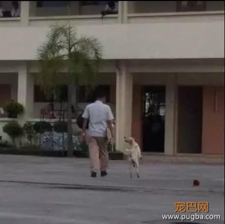 泪崩！教授去世后，他最爱的流浪狗却一直在教室门口等他下课！-2.jpg