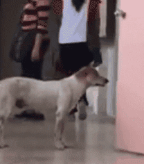 泪崩！教授去世后，他最爱的流浪狗却一直在教室门口等他下课！-6.gif