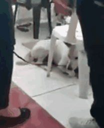 泪崩！教授去世后，他最爱的流浪狗却一直在教室门口等他下课！-8.gif