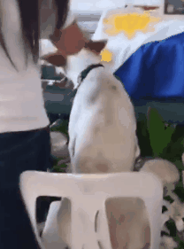 泪崩！教授去世后，他最爱的流浪狗却一直在教室门口等他下课！-9.gif
