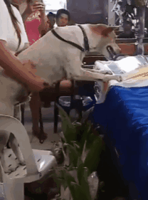 泪崩！教授去世后，他最爱的流浪狗却一直在教室门口等他下课！-10.gif