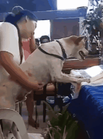 泪崩！教授去世后，他最爱的流浪狗却一直在教室门口等他下课！-11.gif