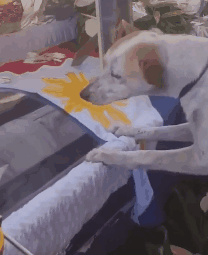 泪崩！教授去世后，他最爱的流浪狗却一直在教室门口等他下课！-13.gif