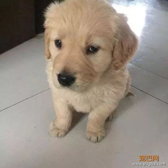 82岁奶奶晕倒后，这条狗敲遍了整栋楼的门-2.jpeg