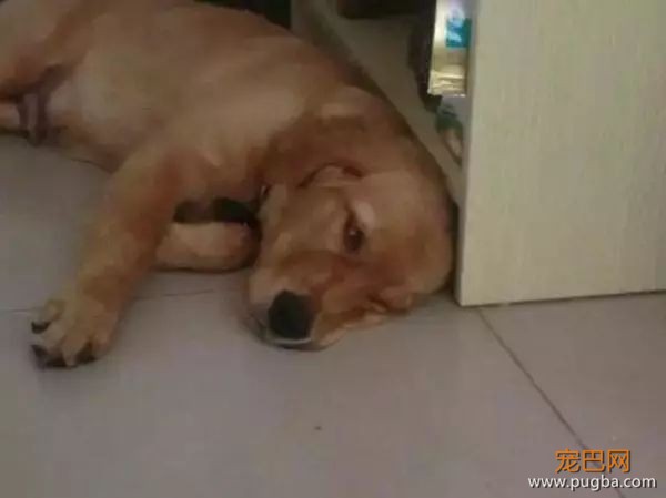 82岁奶奶晕倒后，这条狗敲遍了整栋楼的门-6.jpeg