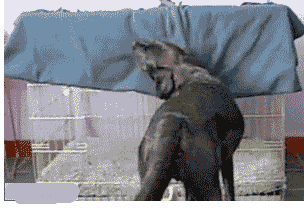 狗狗都会滚床单了-2.gif