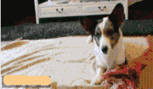 狗狗都会滚床单了-1.gif