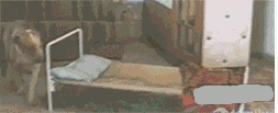 狗狗都会滚床单了-4.gif
