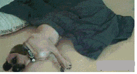 狗狗都会滚床单了-3.gif