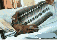 狗狗都会滚床单了-6.gif