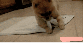 狗狗都会滚床单了-5.gif