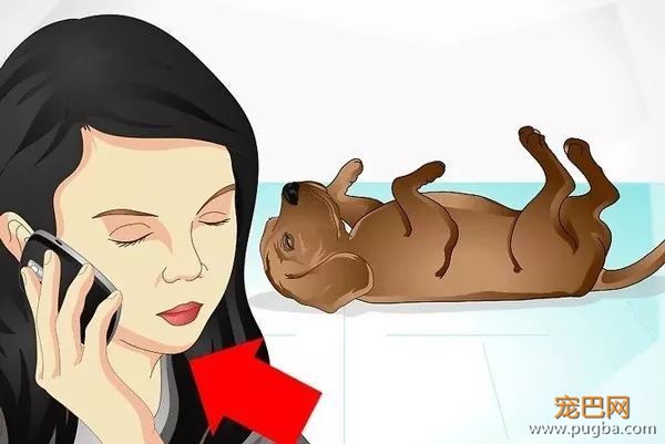 狗狗生病了，怎么照顾它？-3.jpeg