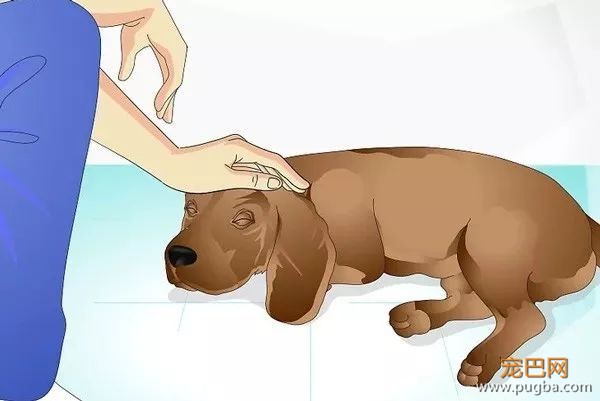 狗狗生病了，怎么照顾它？-9.jpeg