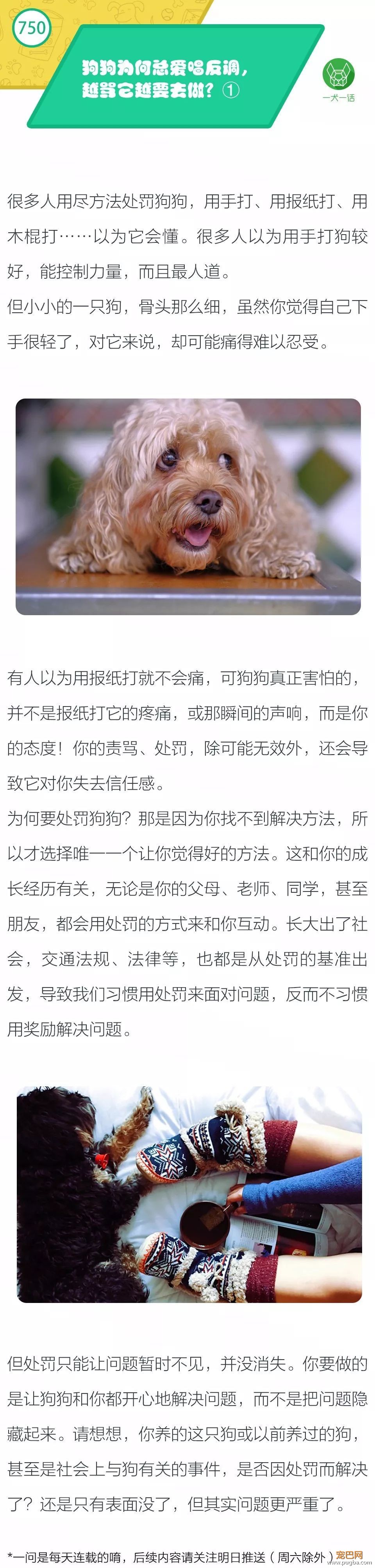 狗狗为何总爱唱反调，越骂它越要去做？①-1.jpeg