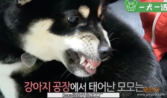 小黑柴总是突然啃咬尾巴，背后的原因让人心疼-1.jpeg