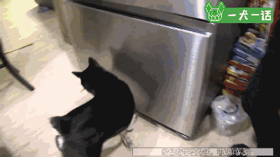 小黑柴总是突然啃咬尾巴，背后的原因让人心疼-2.gif