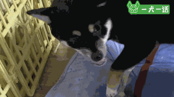 小黑柴总是突然啃咬尾巴，背后的原因让人心疼-3.gif