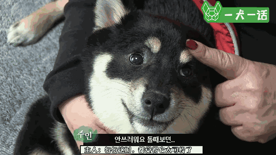 小黑柴总是突然啃咬尾巴，背后的原因让人心疼-4.gif