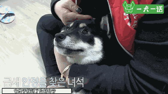小黑柴总是突然啃咬尾巴，背后的原因让人心疼-5.gif
