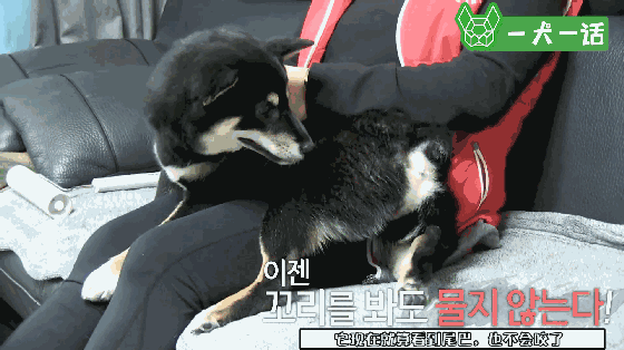 小黑柴总是突然啃咬尾巴，背后的原因让人心疼-7.gif
