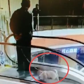 电梯遛狗？也没见你出去散心时直接上跑步机呐-1.jpeg