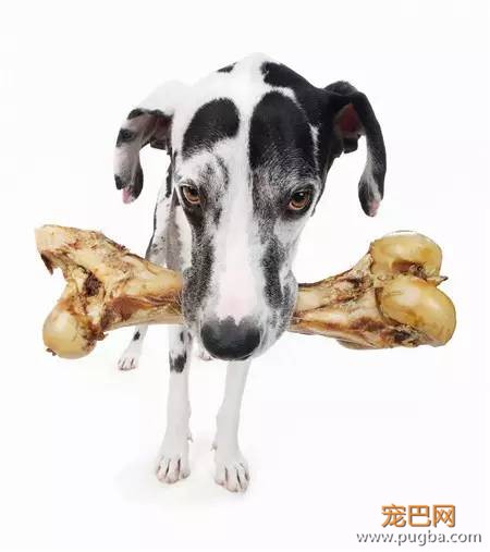 狗狗究竟为啥会挑食？-4.jpeg