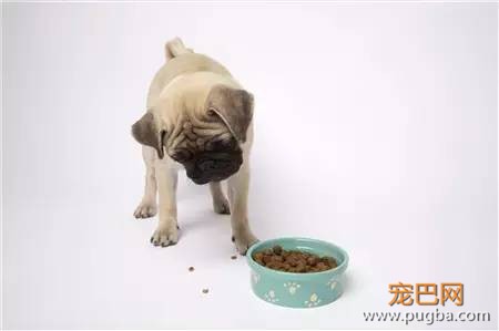 狗狗究竟为啥会挑食？-3.jpeg