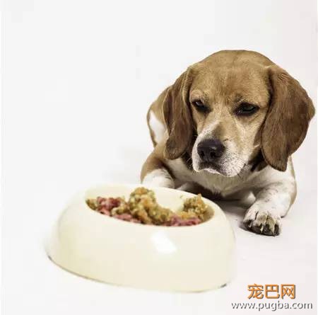 狗狗究竟为啥会挑食？-8.jpeg