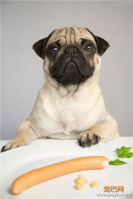 狗狗究竟为啥会挑食？-7.jpeg