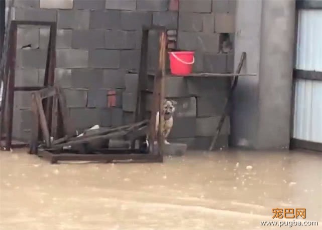 天降暴雨，田园犬的狗窝被拍塌，主人前去施救，狗：饭碗都漂走了-2.jpeg