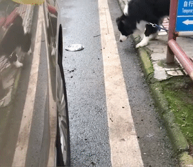 天降暴雨，田园犬的狗窝被拍塌，主人前去施救，狗：饭碗都漂走了-1.gif