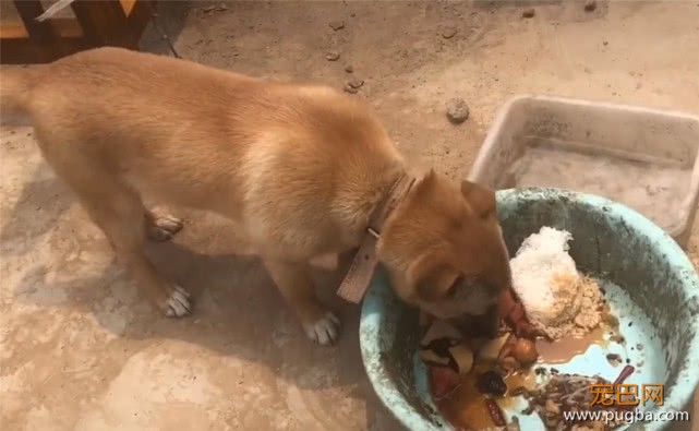 天降暴雨，田园犬的狗窝被拍塌，主人前去施救，狗：饭碗都漂走了-3.jpeg